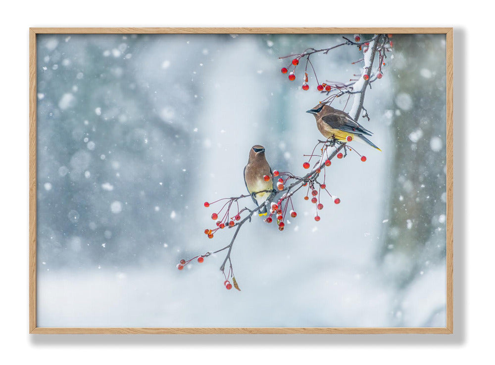 Colors of Winter Plakat