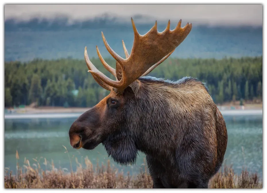 Moose Plakat
