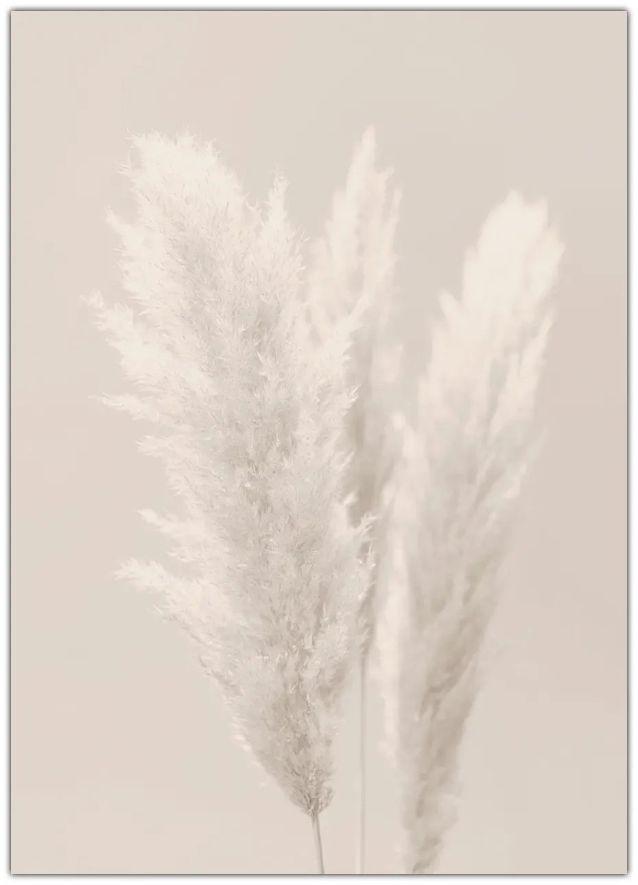 Pampas Grass 2 Plakat