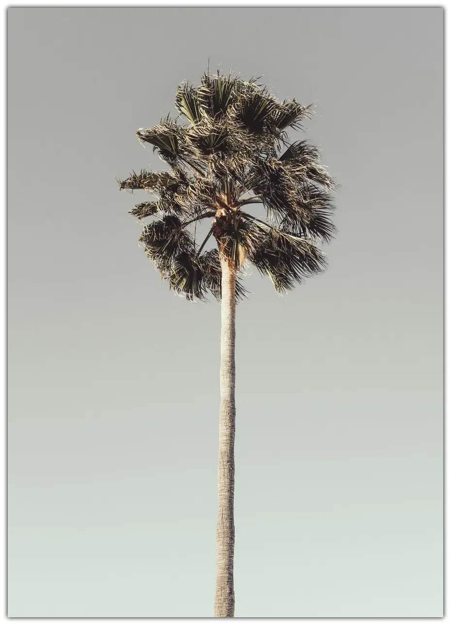 Palm 1 Plakat