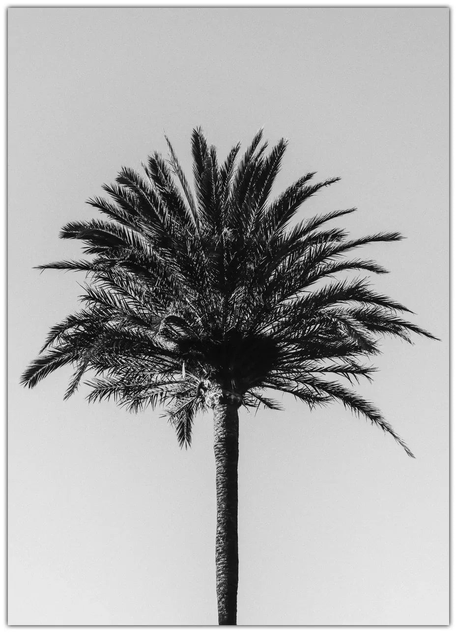 Palm 3 Plakat