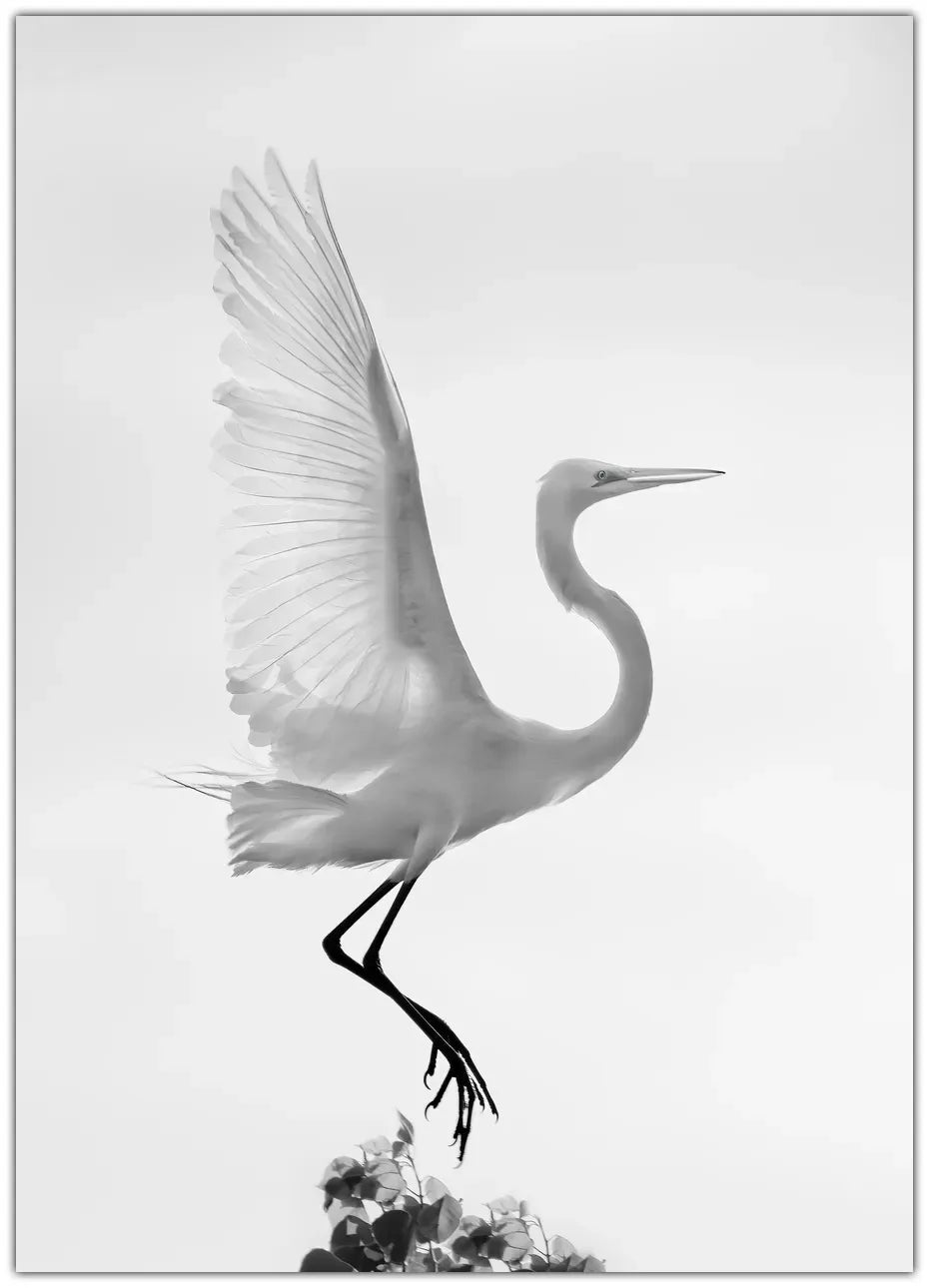 Taking off Plakat