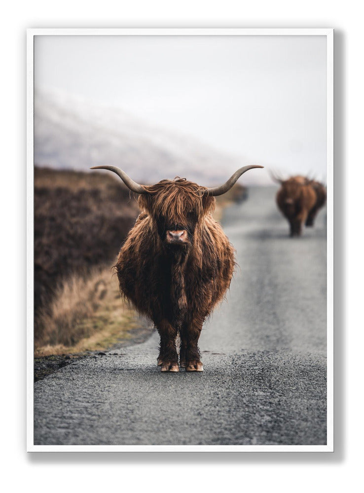 Cow Plakat