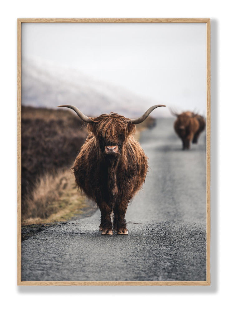 Cow Plakat