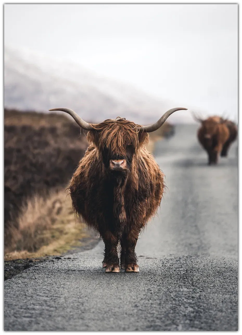 Cow Plakat