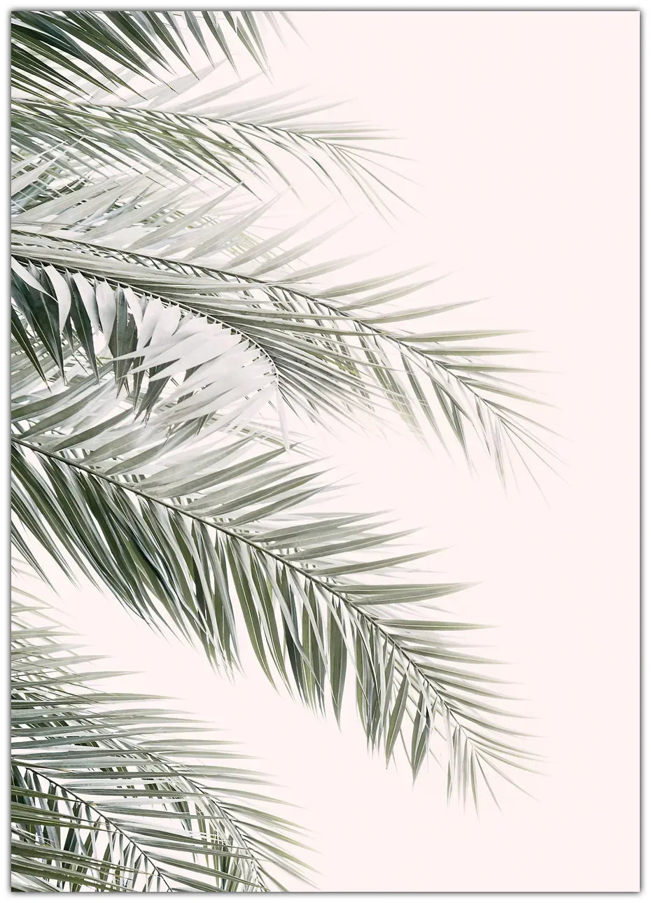 Blush Palm Leaves Plakat