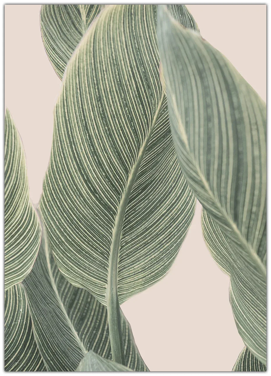 Calla Leaf Plakat