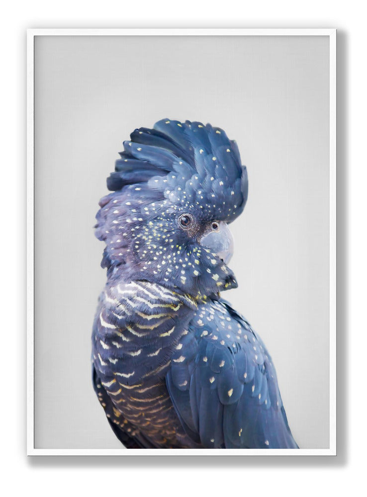 Black Cockatoo Plakat