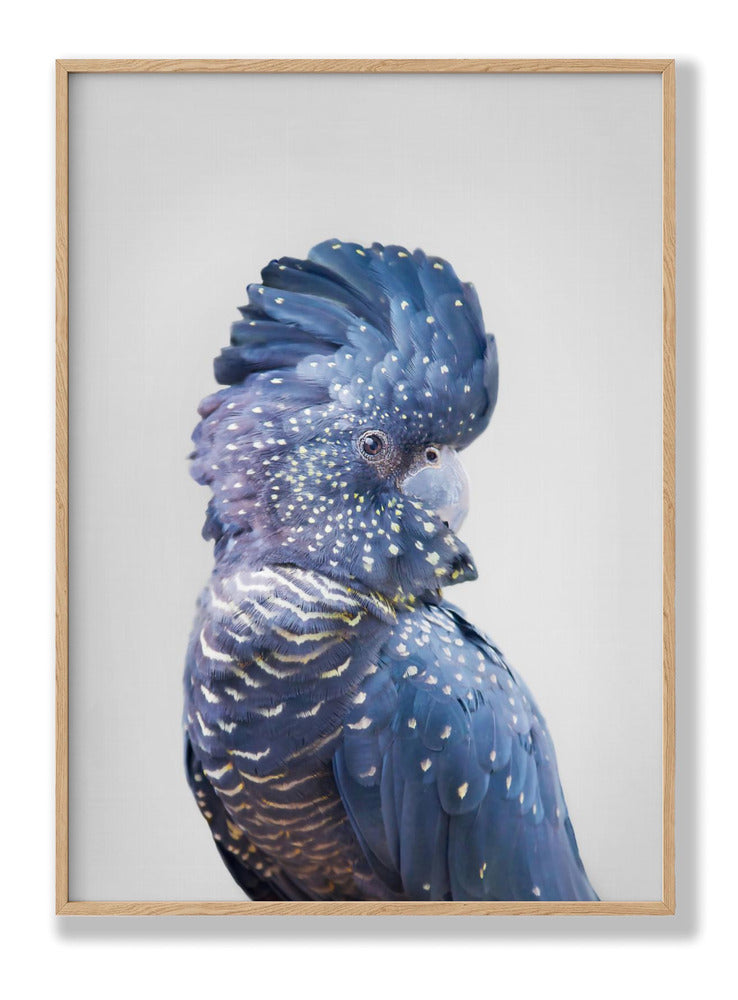 Black Cockatoo Plakat
