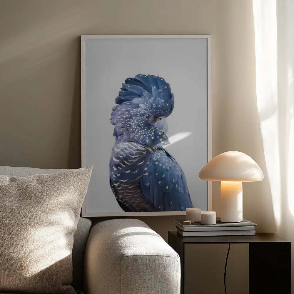 Black Cockatoo Plakat