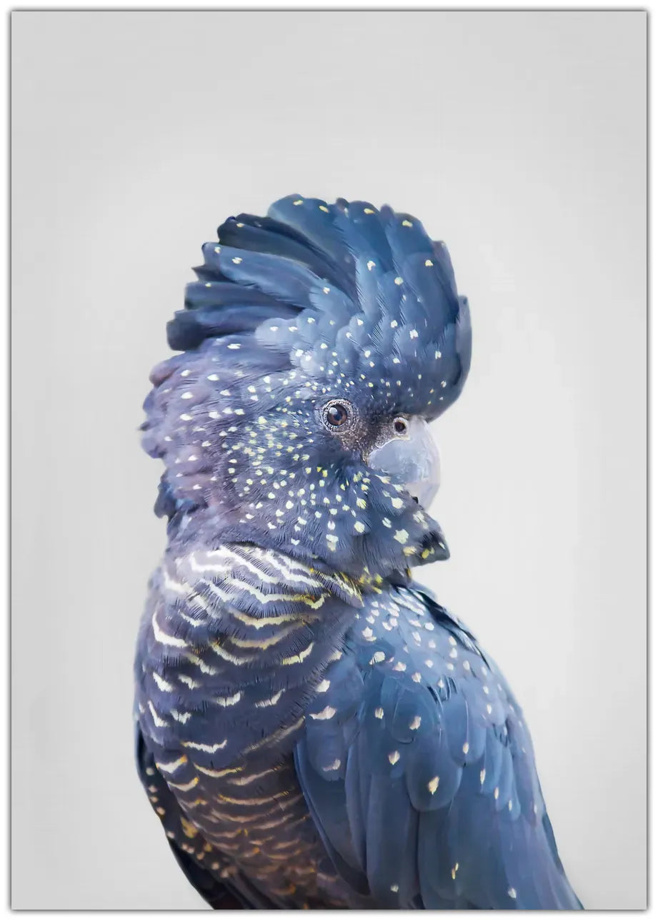 Black Cockatoo Plakat