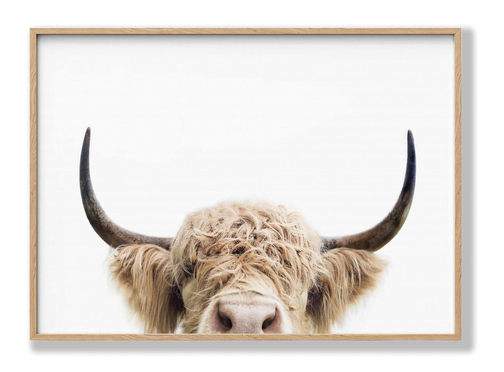 Peeking Cow Plakat
