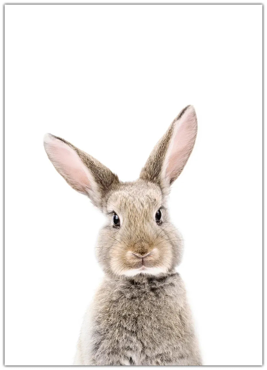 Baby Rabbit Plakat