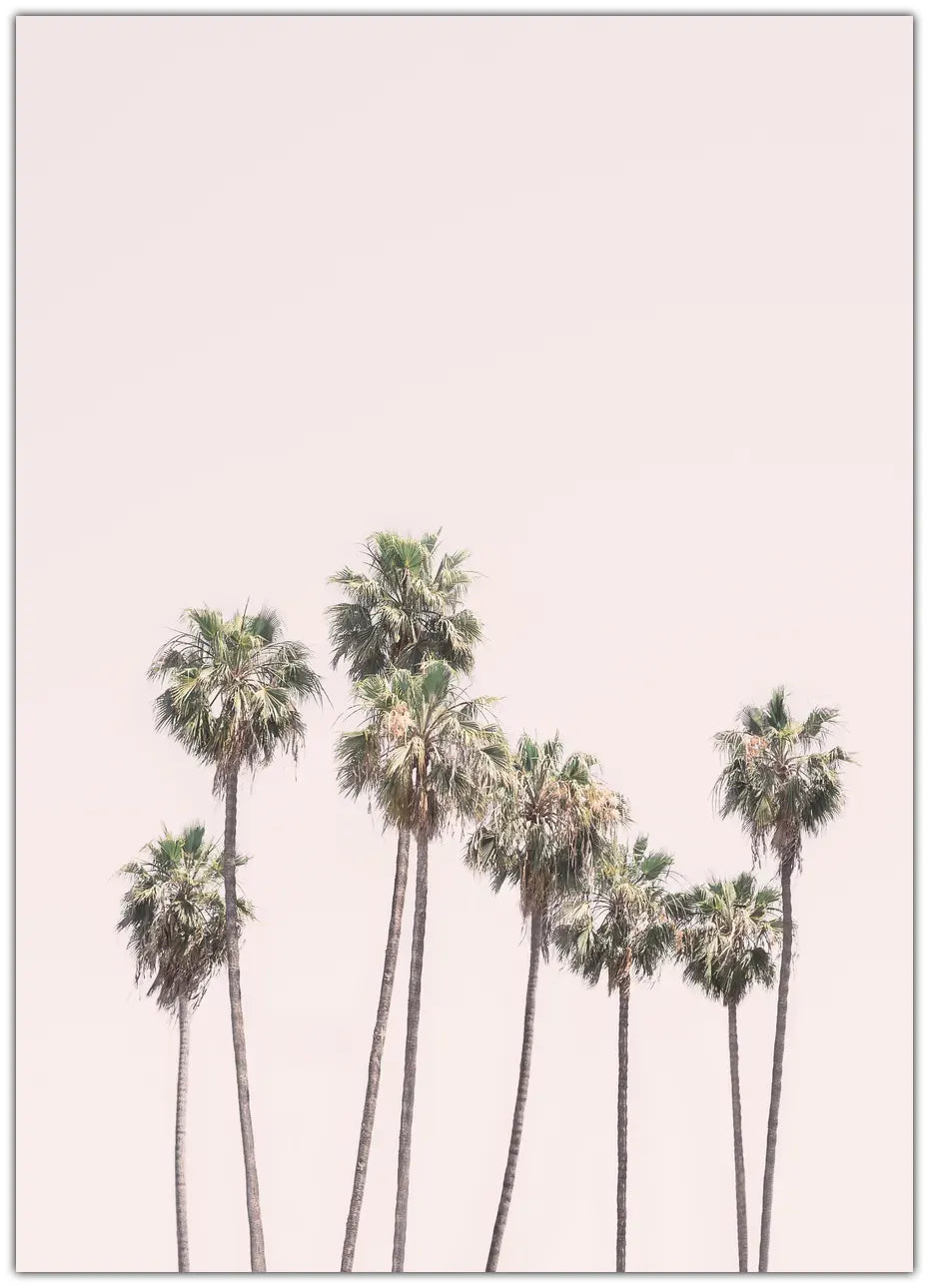 Blush Palms Plakat