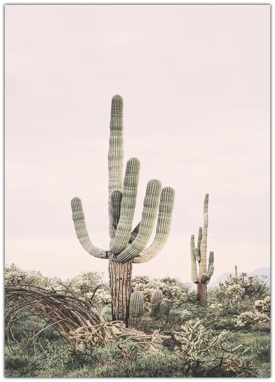 Pink Saguaro Plakat
