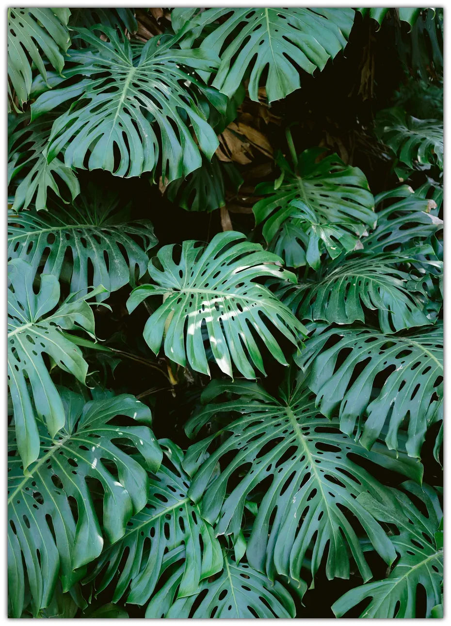 Monstera wall in Lisbon Plakat