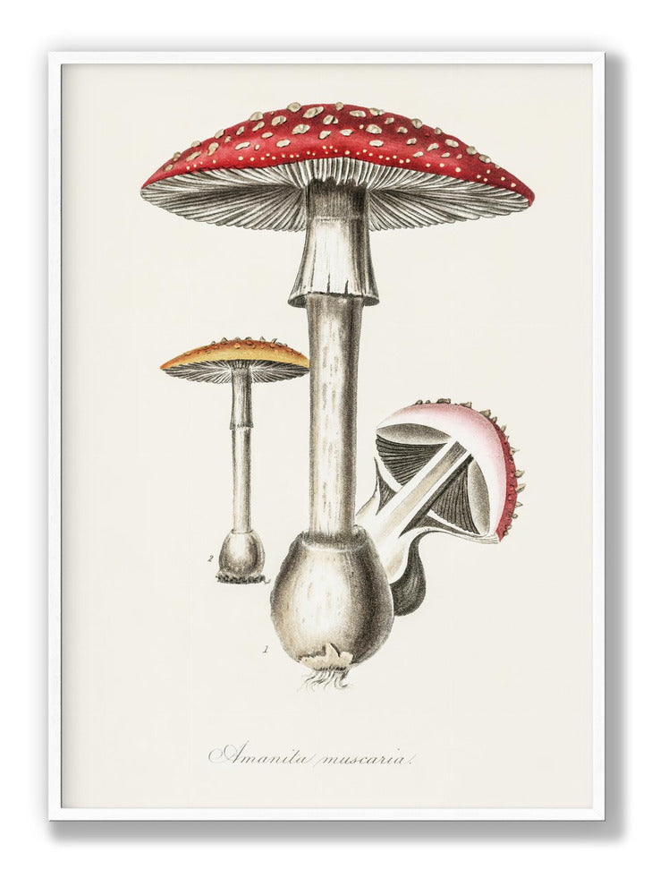 Amanita Muscaria Illustration. Medical Botany 1836 Plakat