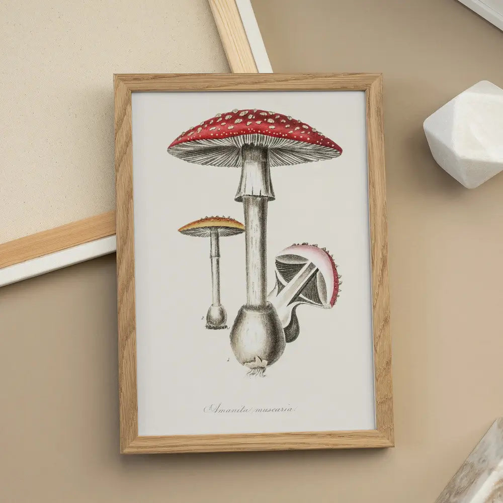 Amanita Muscaria Illustration. Medical Botany 1836 Plakat