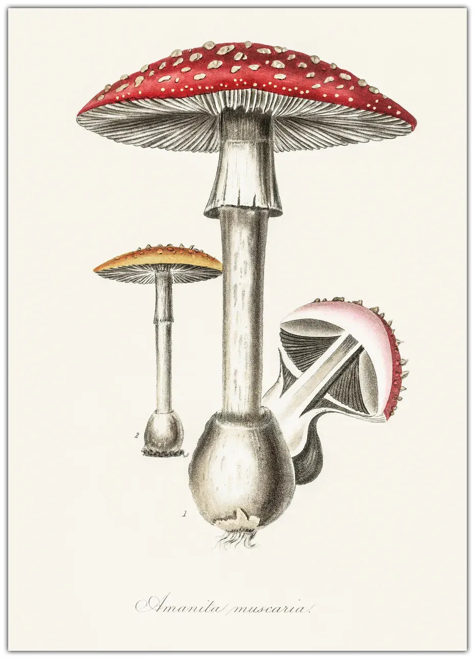 Amanita Muscaria Illustration. Medical Botany 1836 Plakat