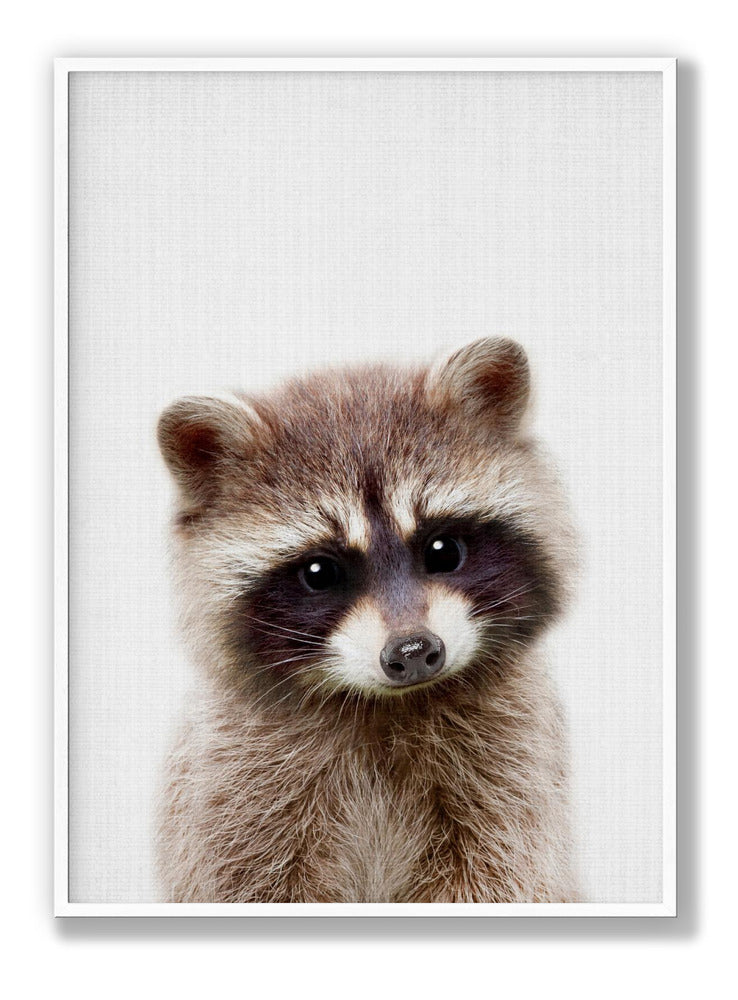 Peekaboo Raccoon Poster