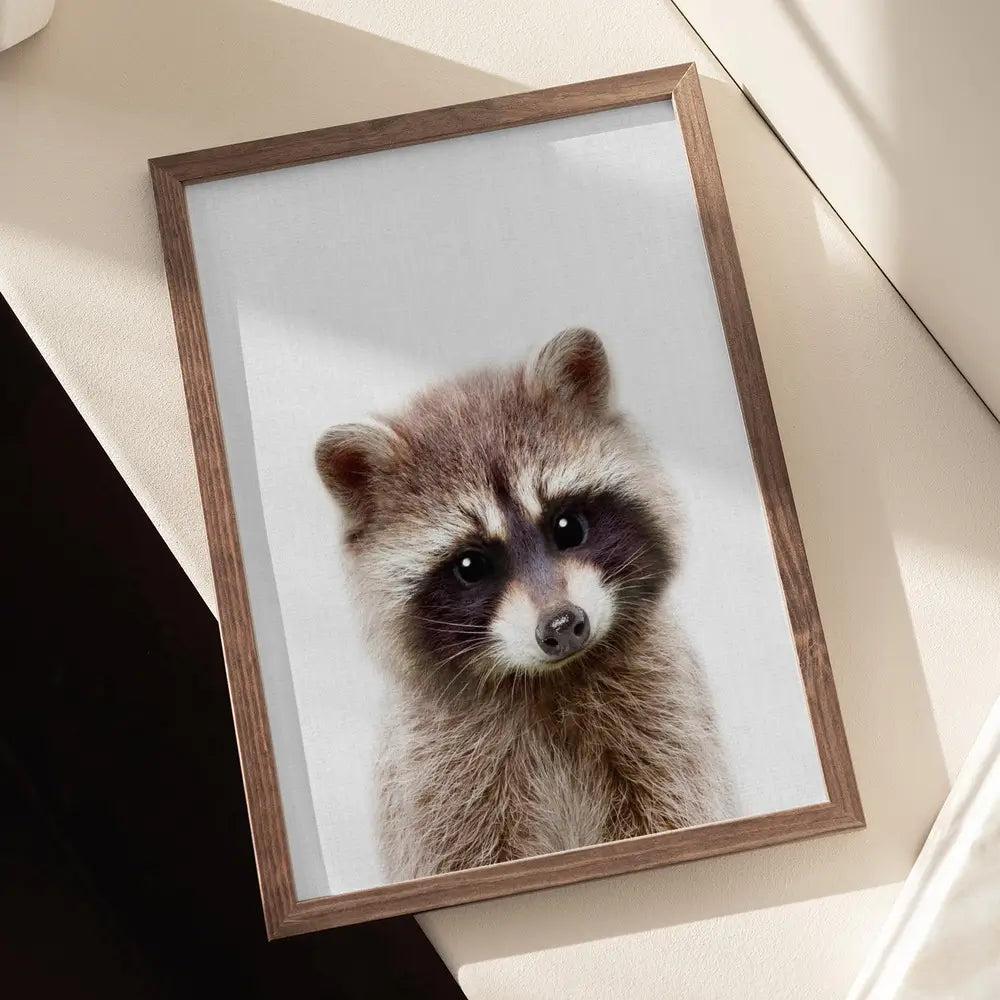 Peekaboo Raccoon Plakat