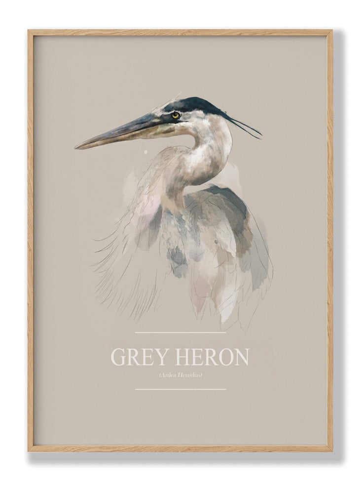 Grey Heron Plakat