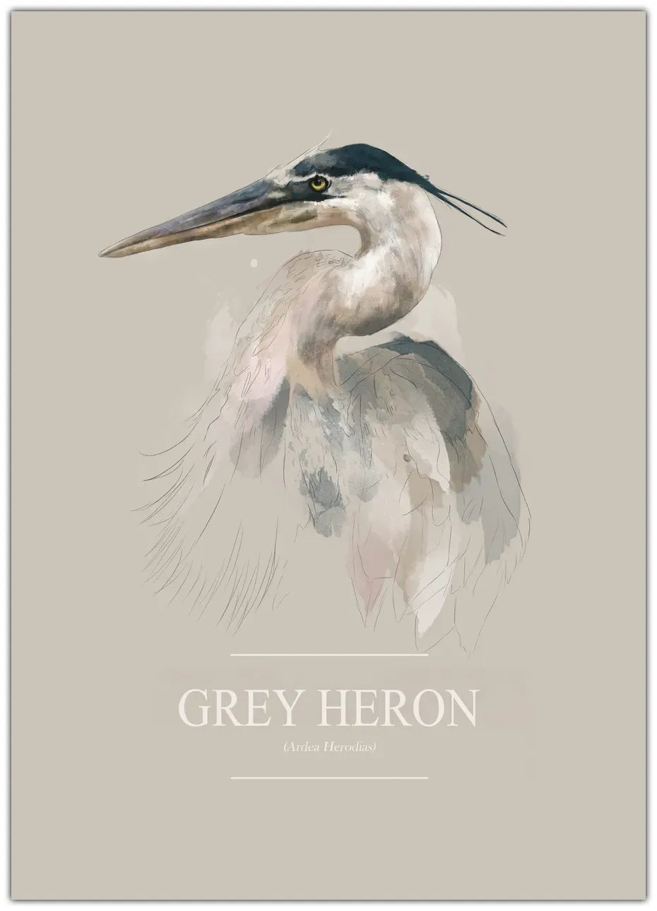 Grey Heron Plakat