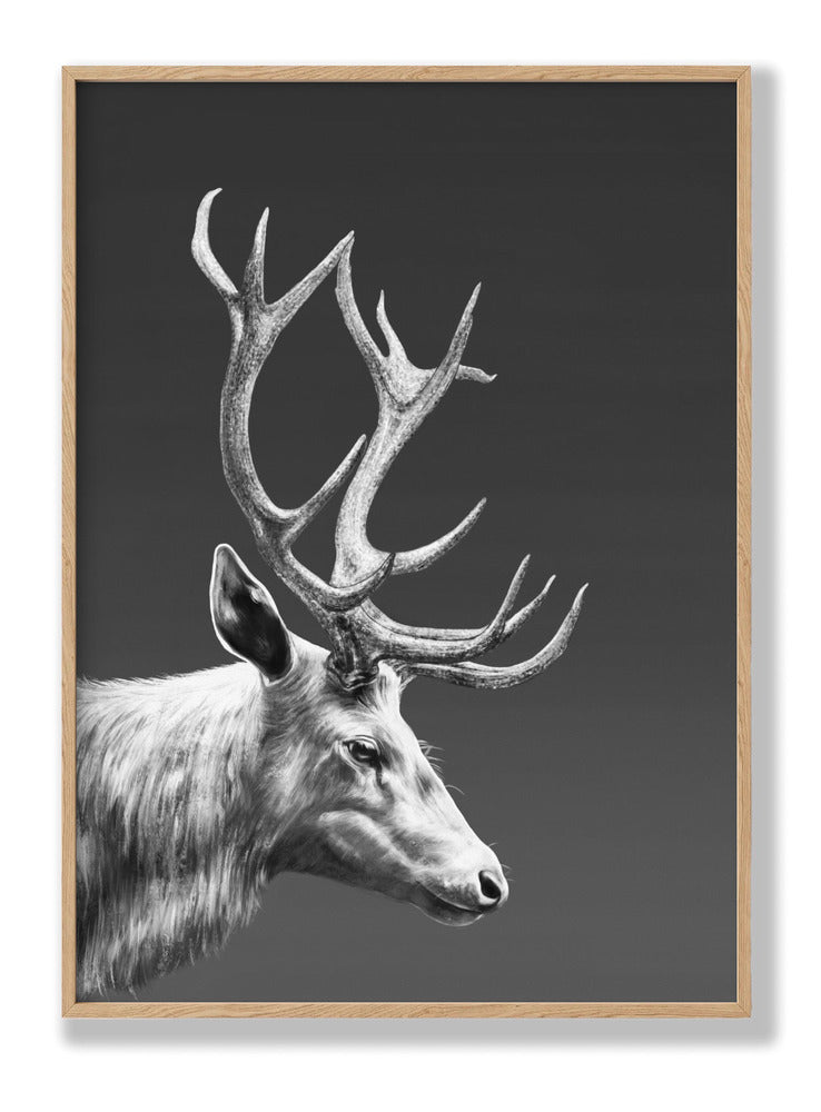 Reindeer Plakat