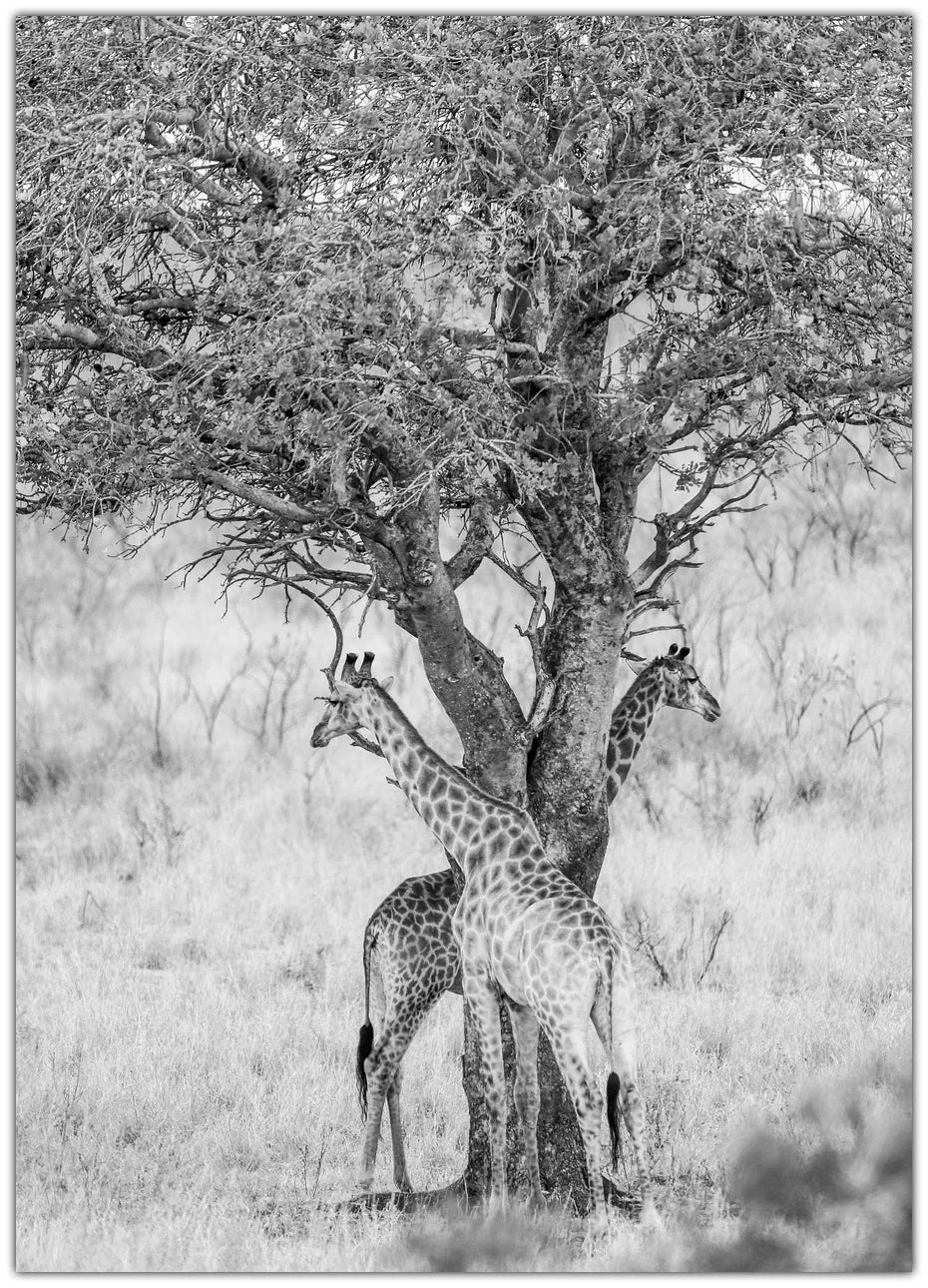 Got Your Back Plakat