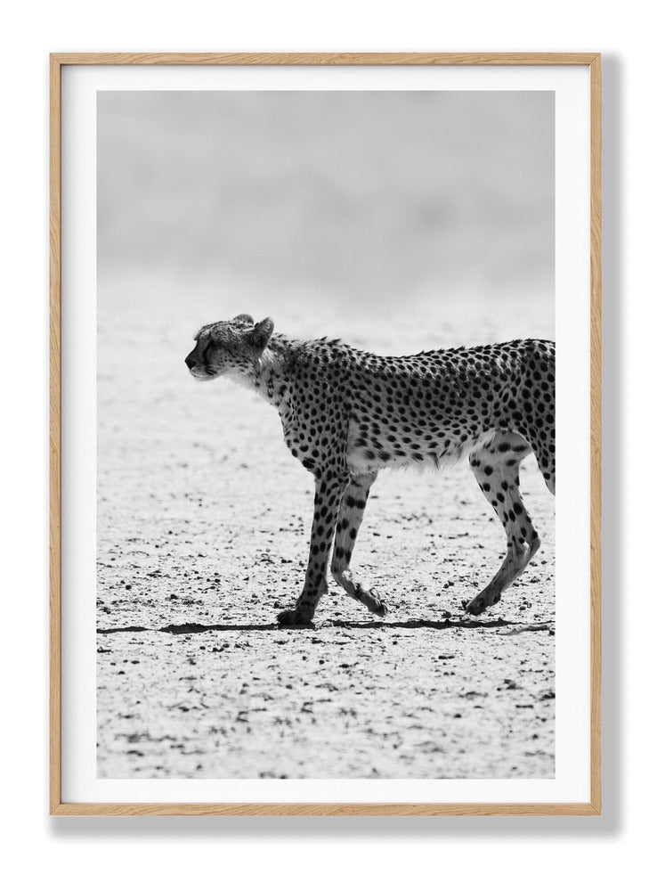 Kitty Kat No2 Plakat