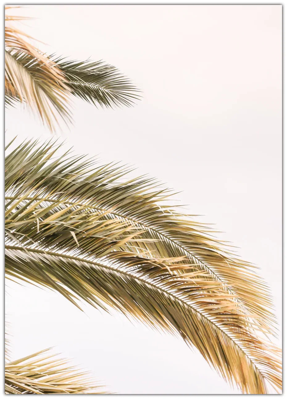 Oasis Palm 2 Plakat