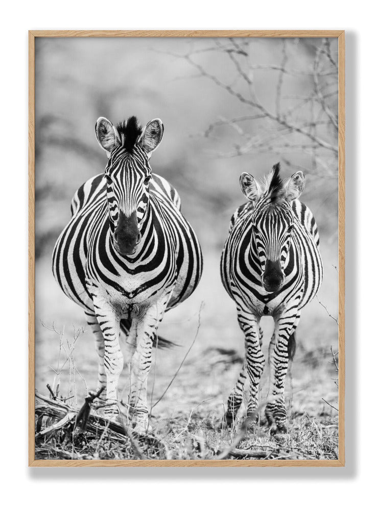 Striped Horse Front On Plakat