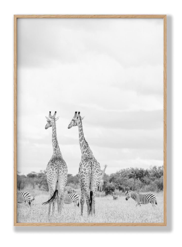 Super Safari No2 Plakat