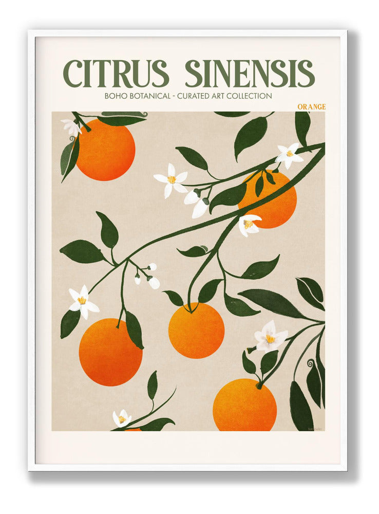 Citrus Sinensis - Orange Plakat