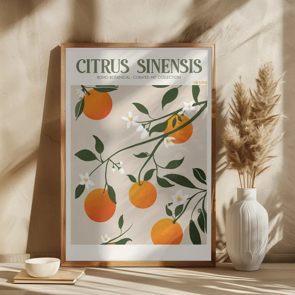 Citrus Sinensis - Orange Plakat