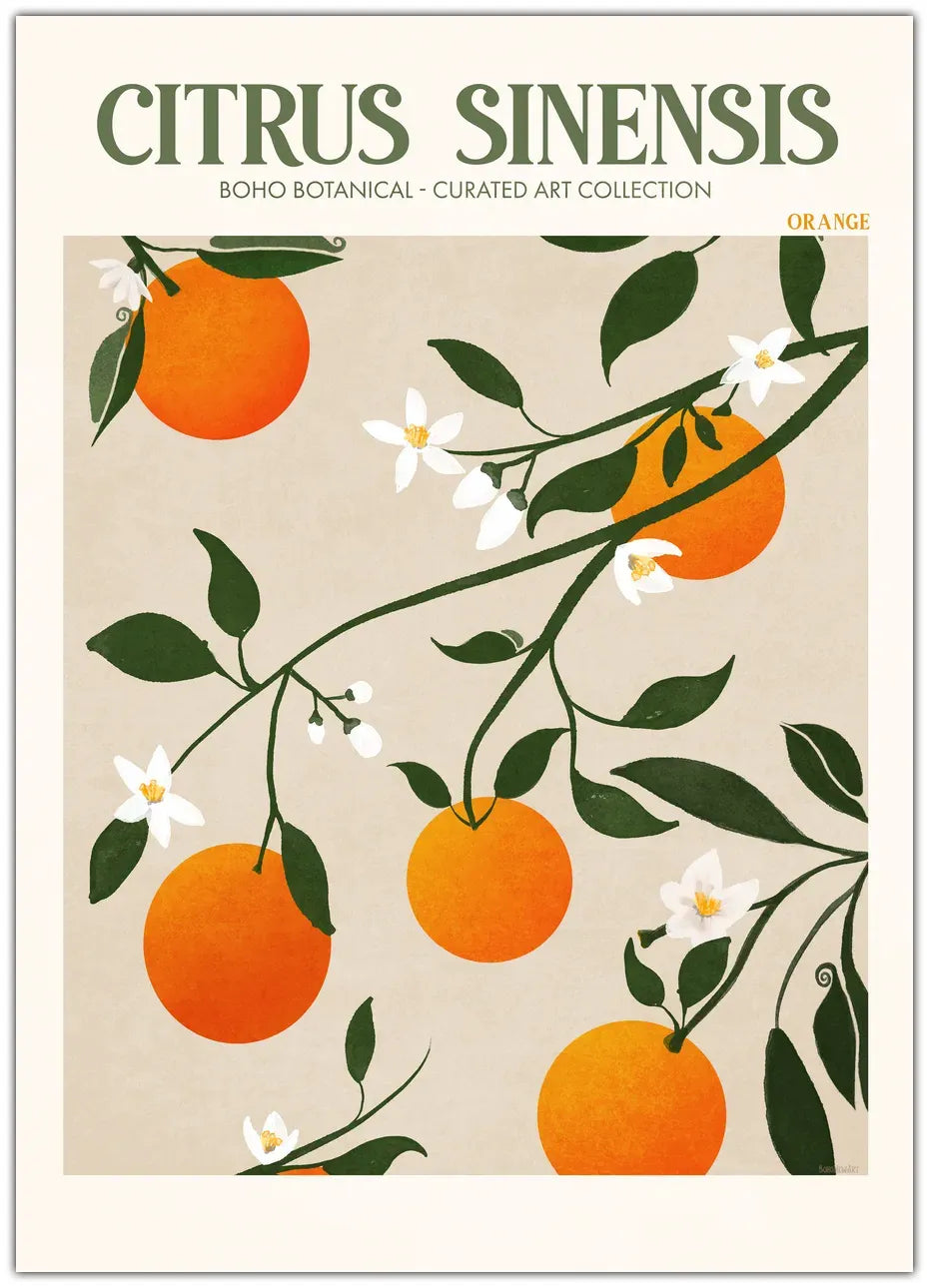 Citrus Sinensis - Orange Plakat