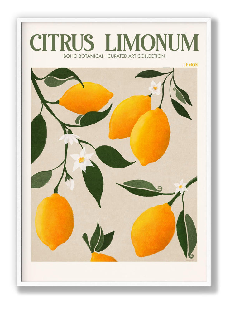 Citrus Limonum - Lemon Plakat