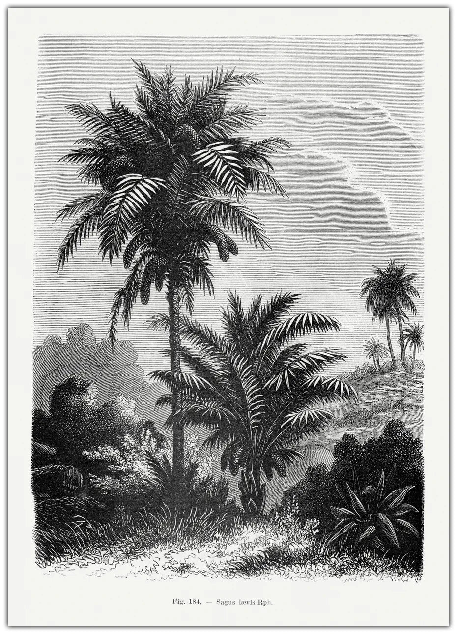 Vintage Palm Tree Drawing V Plakat