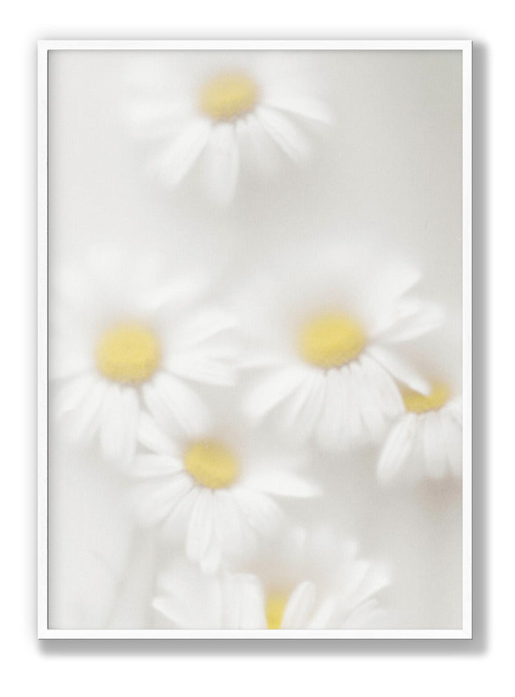 Daisies Plakat