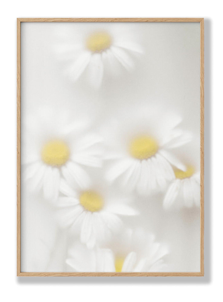 Daisies Plakat