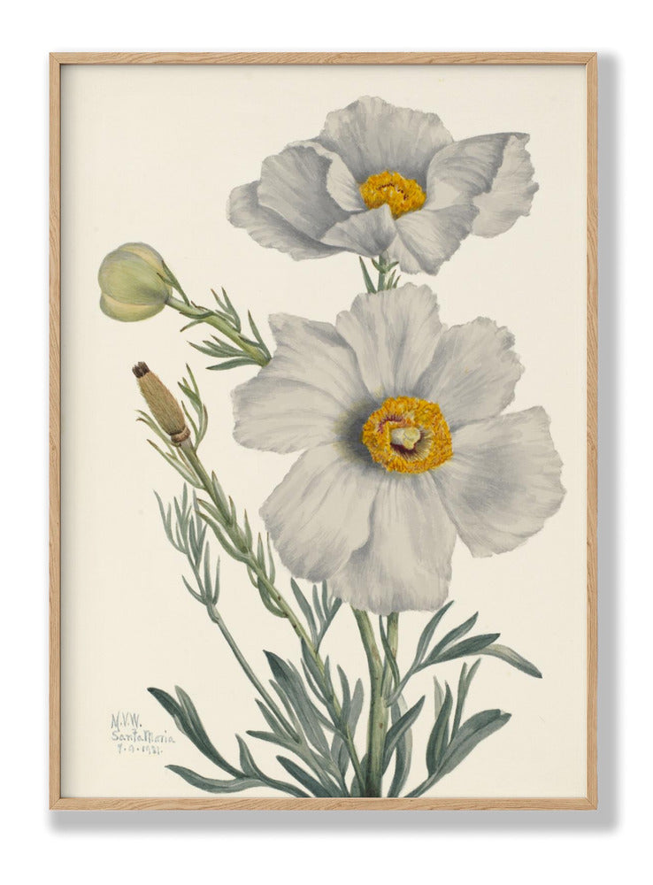 Matilija-Mohn Poster