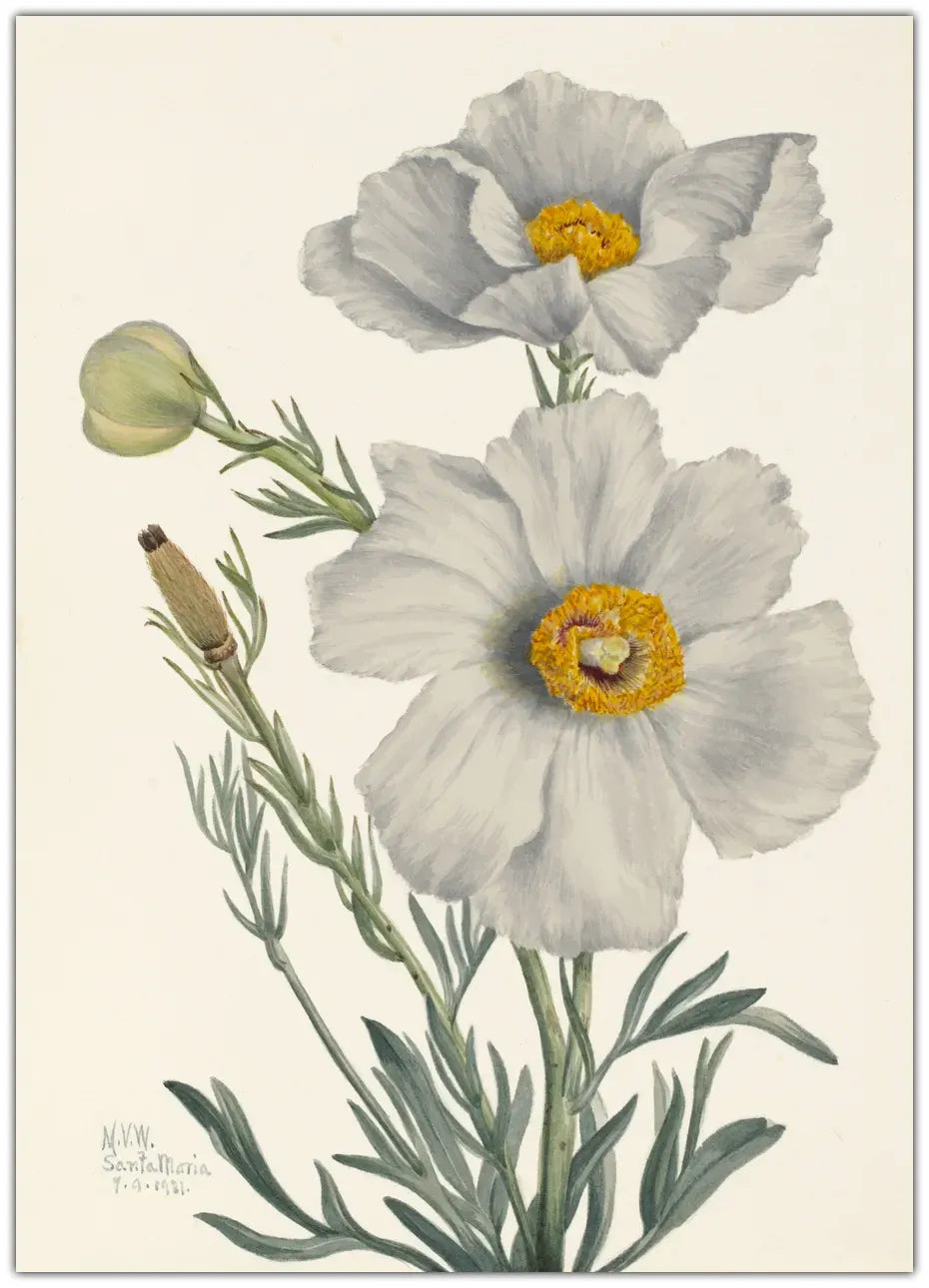 Matilija Poppy Plakat