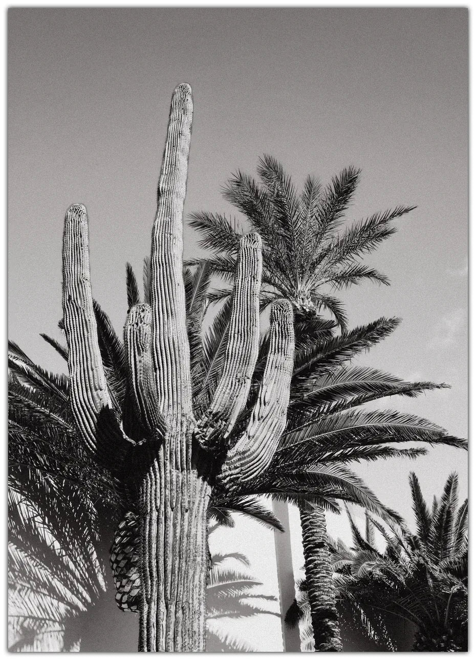 Cactus Bw Las Vegas Plakat