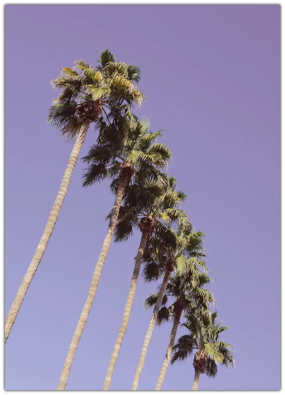 Las Vegas Palm Trees Plakat