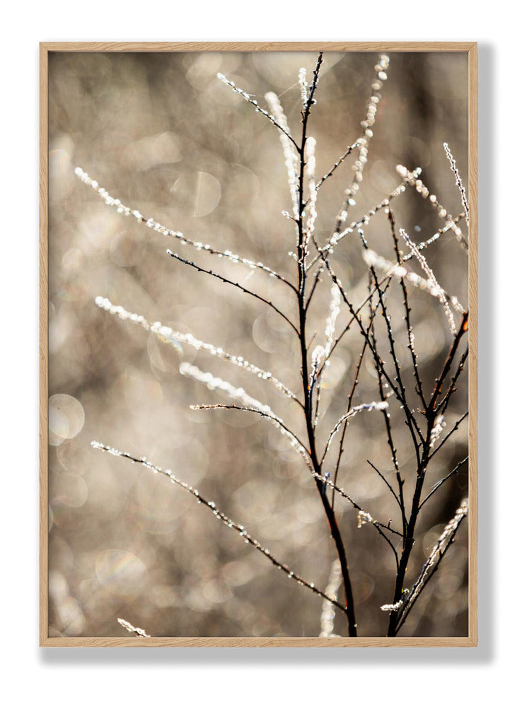 A Winter Morning 5 Plakat