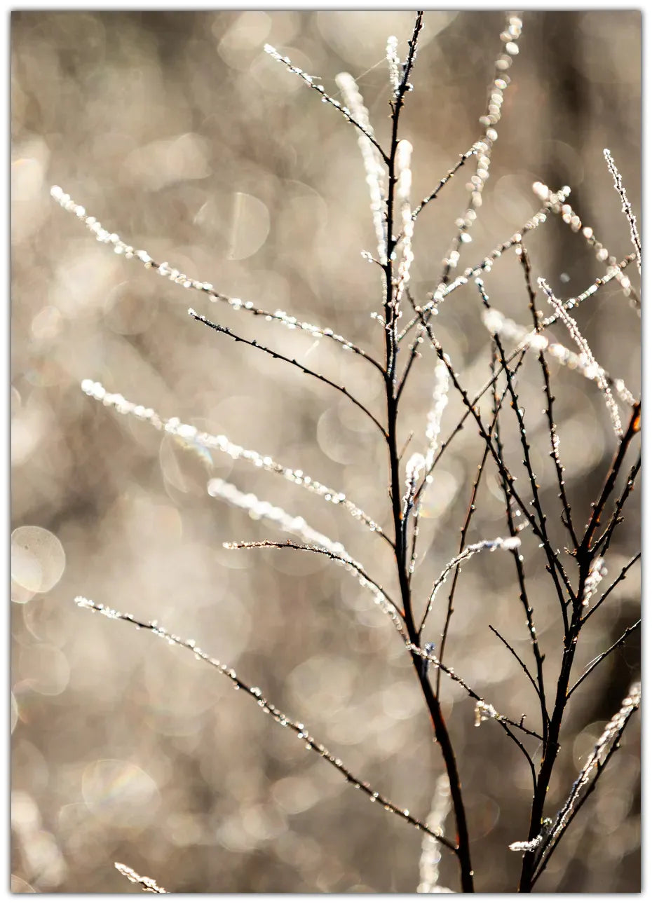 A Winter Morning 5 Plakat