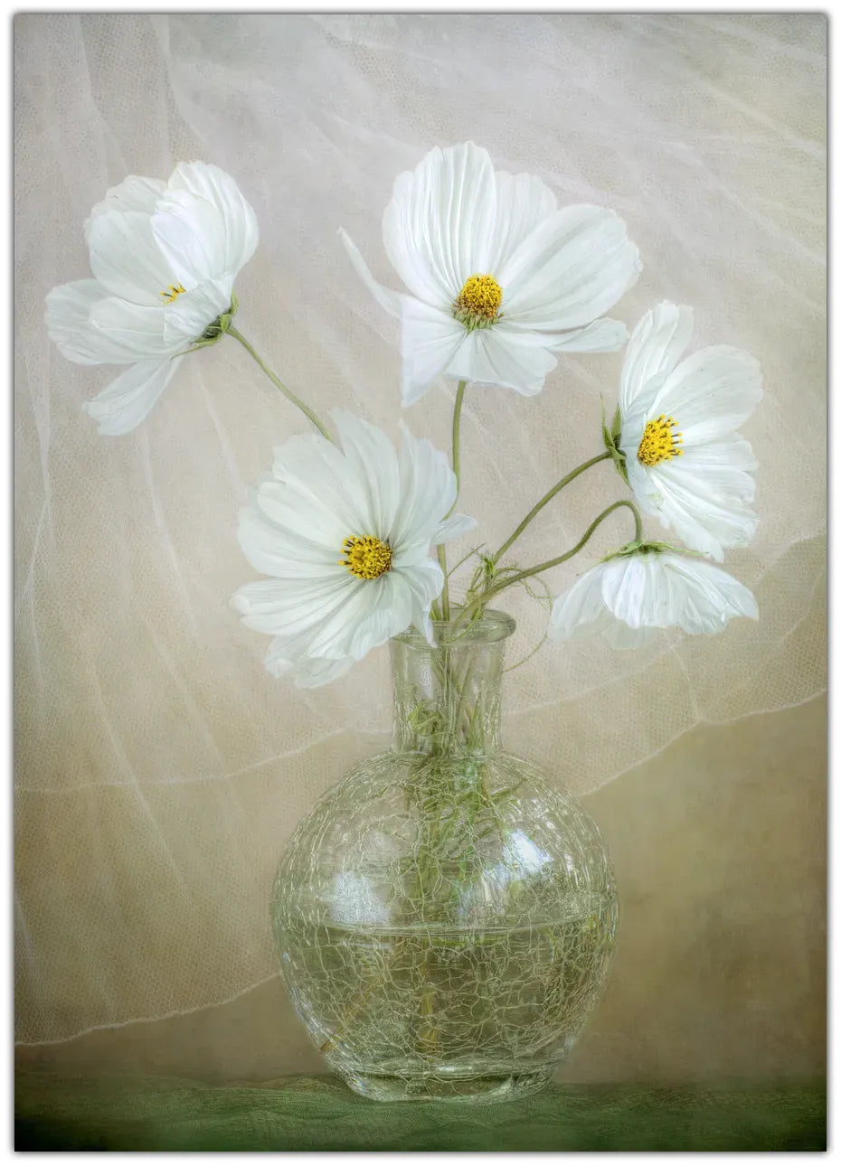 Cosmos breeze Plakat
