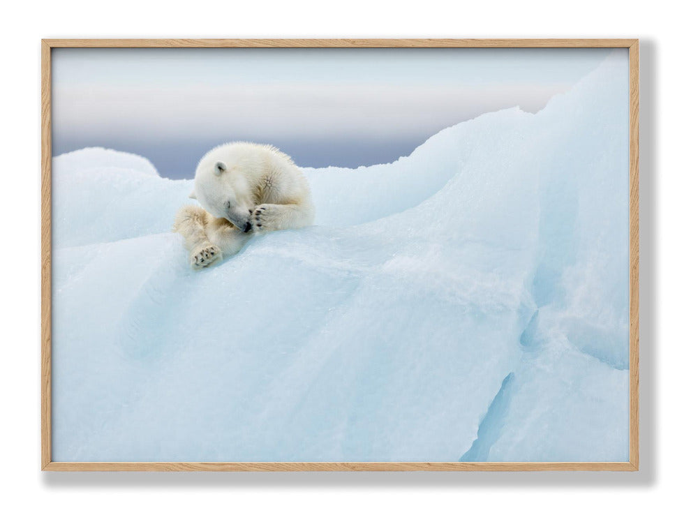 Polar Bear Grooming Plakat