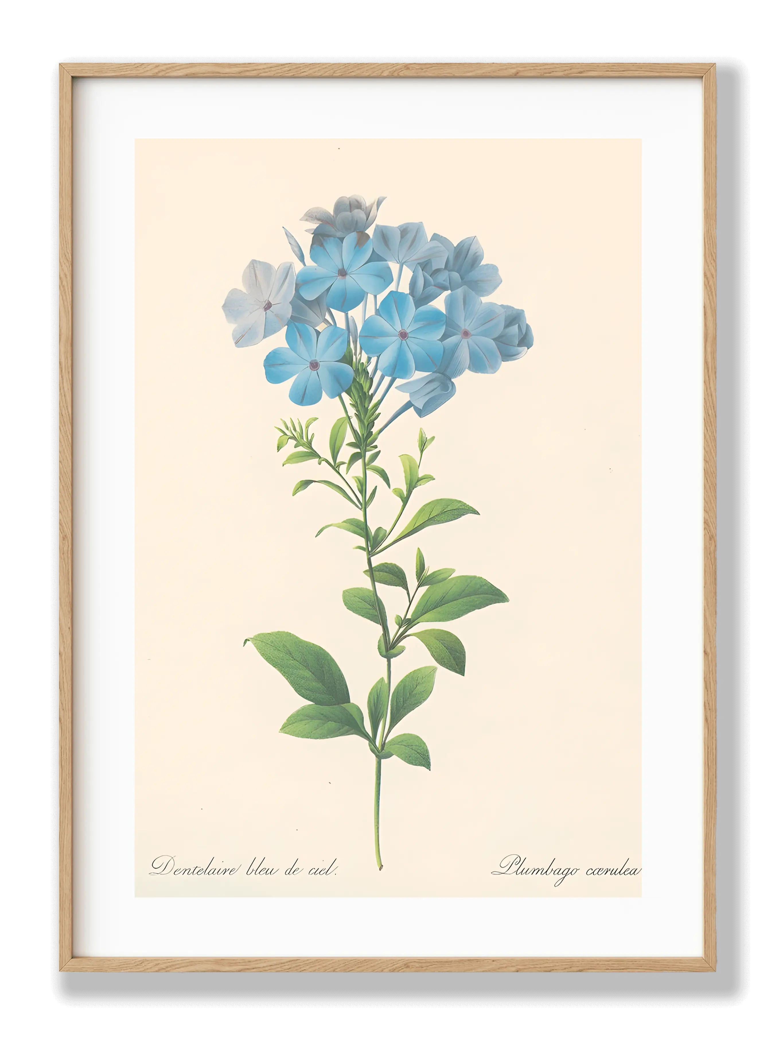 Blue Flower Botanical Plakat