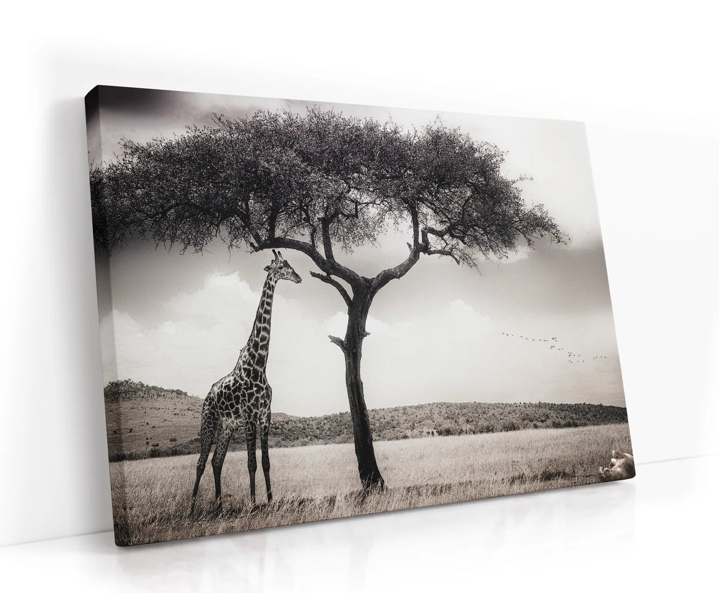 Under The African Sun Lærred